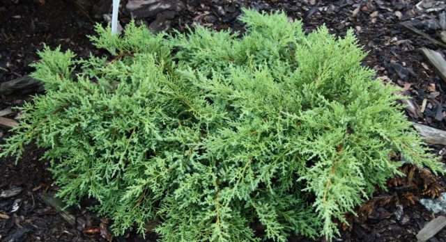 Можжевельник Пфитцера «Пфитцериана Компакта» (Juniperus x pfitzeriana/media 'Pfitzeriana Compacta') Можжевельник Пфитцера «Пфитцериана Компакта» (Juniperus x pfitzeriana/media 'Pfitzeriana Compacta')
