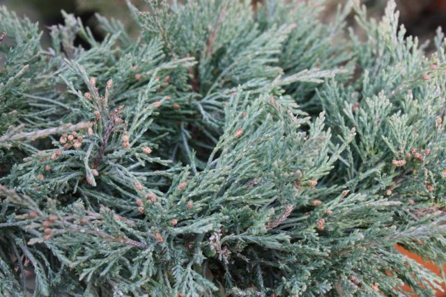 Можжевельник Пфитцера «Пфитцериана Глаука» (Juniperus x pfitzeriana/media 'Pfitzeriana Glauca') Можжевельник Пфитцера «Пфитцериана Глаука» (Juniperus x pfitzeriana/media 'Pfitzeriana Glauca')