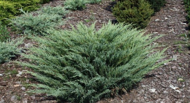 Можжевельник казацкий «Глаука» (Juniperus sabina 'Glauca') Можжевельник казацкий «Глаука» (Juniperus sabina 'Glauca')