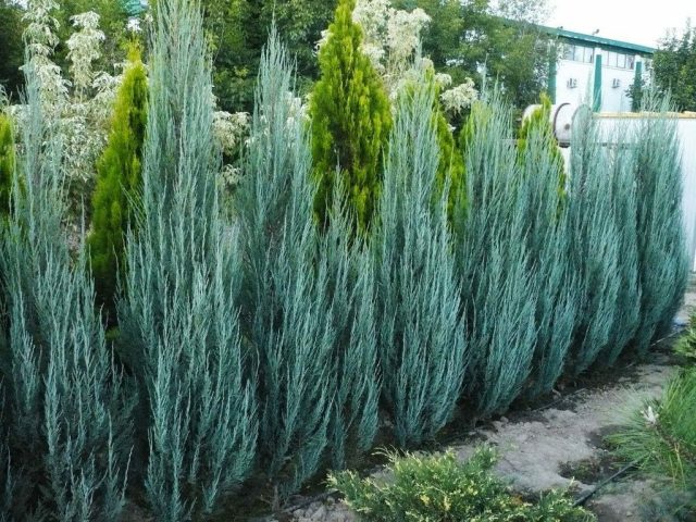 Можжевельник скальный «Блю Эрроу» (Juniperus scopulorum 'Blue Arrow') Можжевельник скальный «Блю Эрроу» (Juniperus scopulorum 'Blue Arrow')