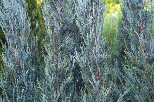 Можжевельник скальный «Скай Рокет» (Juniperus scopulorum 'Skyrocket') Можжевельник скальный «Скай Рокет» (Juniperus scopulorum 'Skyrocket')