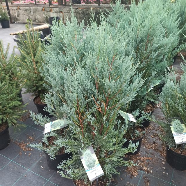 Можжевельник скальный «Мунглоу» (Juniperus scopulorum 'Moonglow') Можжевельник скальный «Мунглоу» (Juniperus scopulorum 'Moonglow')