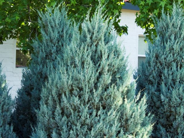 Можжевельник скальный «Вичита Блю» (Juniperus scopulorum 'Wichita Blue') Можжевельник скальный «Вичита Блю» (Juniperus scopulorum 'Wichita Blue')