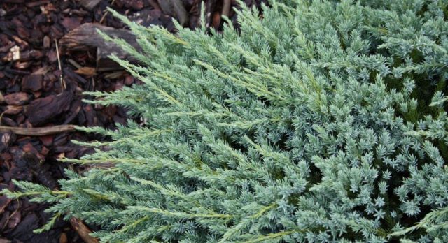 Можжевельник чешуйчатый «Блю Карпет» (Juniperus squamata 'Blue Carpet') Можжевельник чешуйчатый «Блю Карпет» (Juniperus squamata 'Blue Carpet')