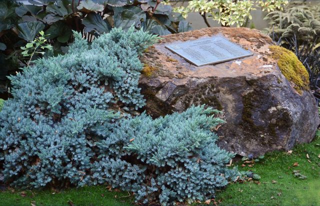 Можжевельник чешуйчатый «Блю Стар» (Juniperus squamata 'Blue Star') Можжевельник чешуйчатый «Блю Стар» (Juniperus squamata 'Blue Star')