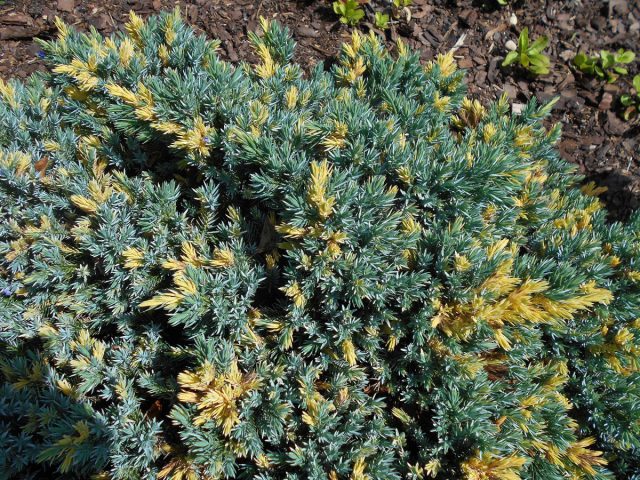 Можжевельник чешуйчатый «Флорант» (Juniperus squamata 'Floreant') Можжевельник чешуйчатый «Флорант» (Juniperus squamata 'Floreant')