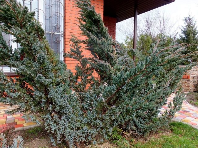 Можжевельник чешуйчатый «Мейери» (Juniperus squamata 'Meyeri') Можжевельник чешуйчатый «Мейери» (Juniperus squamata 'Meyeri')
