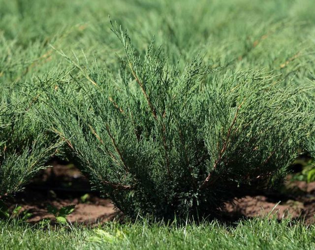 Можжевельник казацкий «Блю Спаркл» (Juniperus sabina 'Blue Sparkle') Можжевельник казацкий «Блю Спаркл» (Juniperus sabina 'Blue Sparkle')