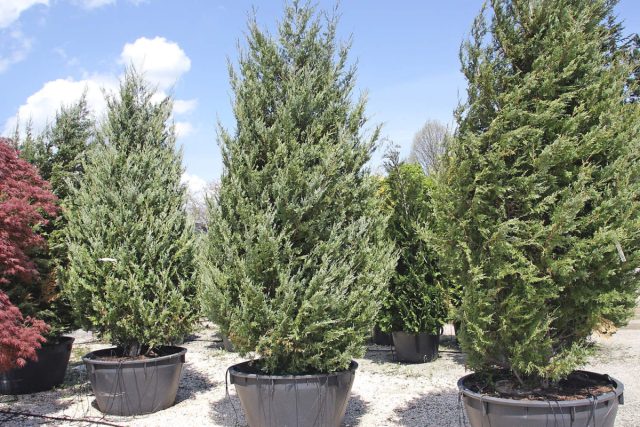 Можжевельник виргинский «Глаука» (Juniperus virginiana 'Glauca') Можжевельник виргинский «Глаука» (Juniperus virginiana 'Glauca')