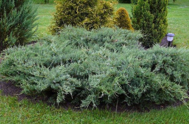 Можжевельник виргинский «Блю Клауд» (Juniperus virginiana 'Blue Cloud') Можжевельник виргинский «Блю Клауд» (Juniperus virginiana 'Blue Cloud')