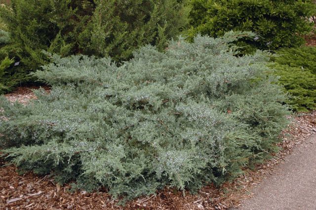 Можжевельник виргинский «Грей Оул» (Juniperus virginiana 'Grey Owl') Можжевельник виргинский «Грей Оул» (Juniperus virginiana 'Grey Owl')