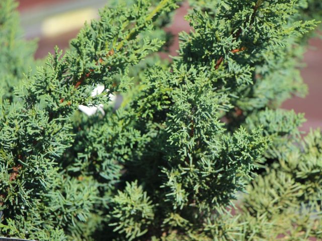 Можжевельник китайский «Блаув» (Juniperus chinensis 'Blaauw') Можжевельник китайский «Блаув» (Juniperus chinensis 'Blaauw')