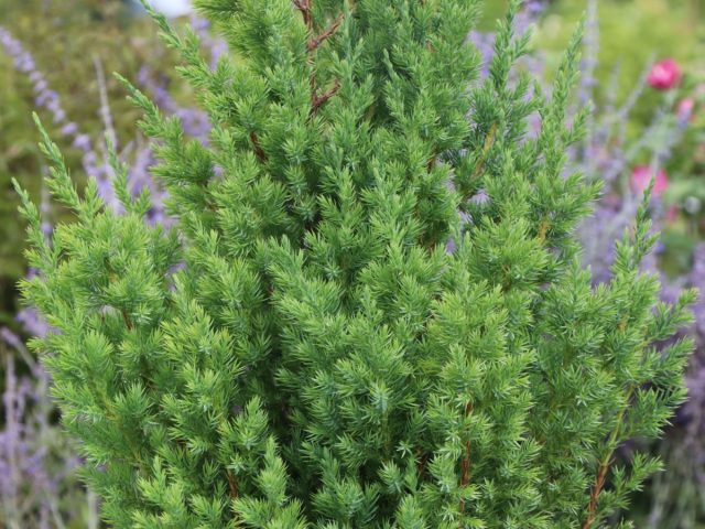 Можжевельник китайский «Стрикта» (Juniperus chinensis 'Stricta') Можжевельник китайский «Стрикта» (Juniperus chinensis 'Stricta')