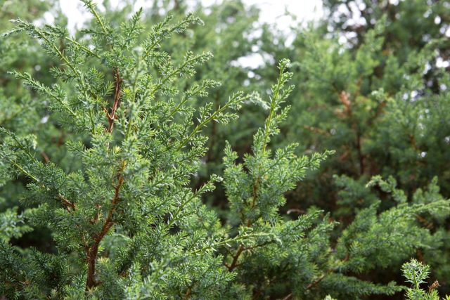 Можжевельник китайский «Блю Альпс» (Juniperus chinensis 'Blue Alps') Можжевельник китайский «Блю Альпс» (Juniperus chinensis 'Blue Alps')