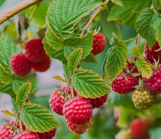 Как быть с малиной осенью: уход за кустами для обильного урожая в следующем сезоне