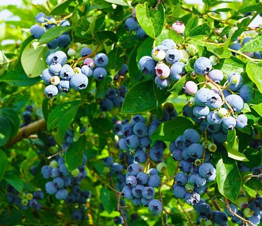 Как посадить голубику осенью — надежная инструкция для лучшей приживаемости куста - Ягодник Как посадить голубику осенью — надежная инструкция для лучшей приживаемости куста