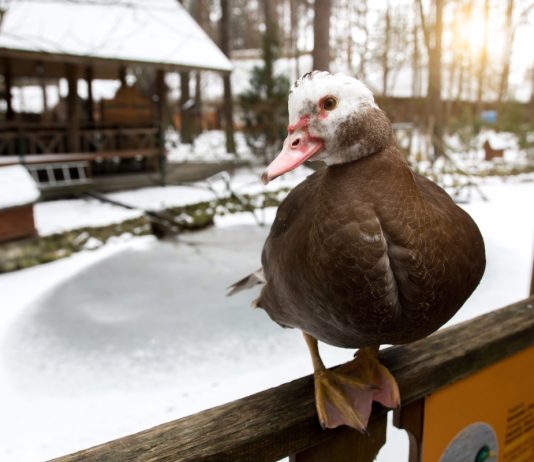 Как содержать домашних уток зимой и при чем здесь удобрение грунта в теплице