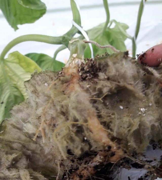 Патогенные виды грибов рода Fusarium поражают практически все выращиваемые в открытом грунте и теплицах растения
