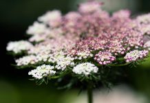 Настоящая находка для дизайна сада и кулинарии — рассказываем о дикой моркови