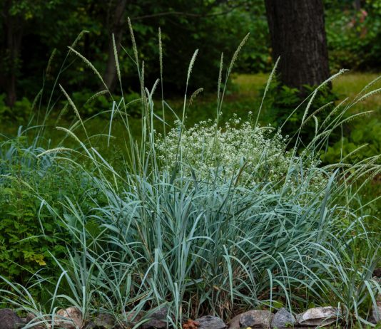 Этому злаку не страшны морозы и палящее солнце — знакомимся с колосняком песчаным