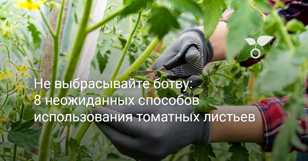 Не выбрасывайте томатную ботву — 8 неожиданных способов использования листьев — Ботаничка