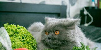 Нужны ли кошке овощи — овощная подкормка для хищника