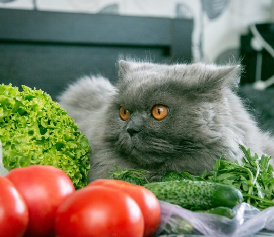 Нужны ли кошке овощи — овощная подкормка для хищника