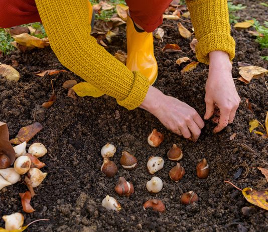 Правила посадки луковичных осенью — готовим цветник к весне
