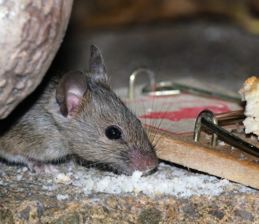 Какие средства помогут при борьбе с грызунами — разбираемся в их особенностях - ООО «ЕВРО СЕМЕНА» Какие средства помогут при борьбе с грызунами — разбираемся в их особенностях