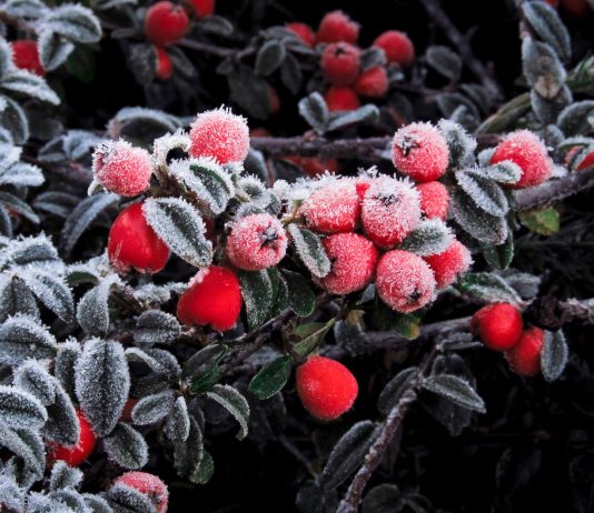 Секреты брусники, которые вам стоит знать, или Ягода с северным характером