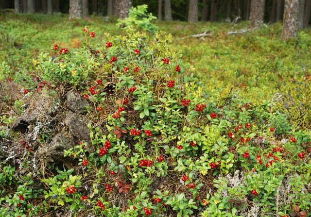 В редколесье, на опушках бруснике проще разрастаться