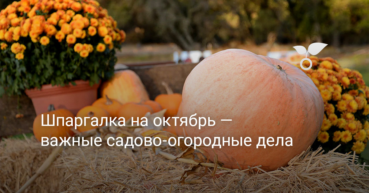 Шпаргалка на октябрь — важные садово-огородные дела — Ботаничка