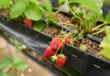 Спелая клубника зимой за 7 простых шагов: выращиваем ягоду дома круглый год