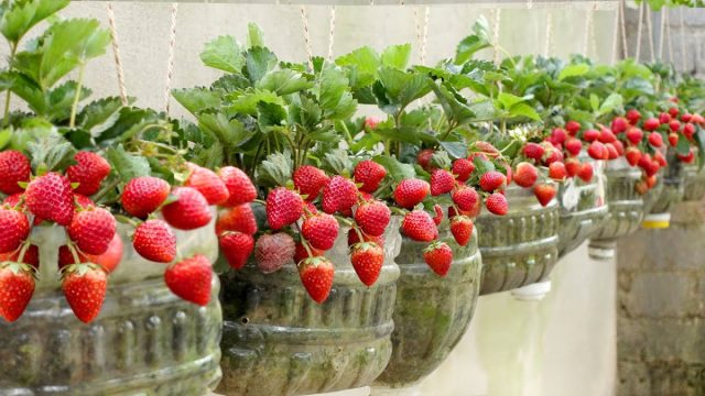 Для клубничных кустиков подойдут просторные горшочки с оптимальным объемом около 3 литров. Их даже можно сделать самостоятельно Для клубничных кустиков подойдут просторные горшочки с оптимальным объемом около 3 литров. Их даже можно сделать самостоятельно