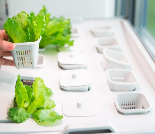 Удваиваем урожай овощей: особенности выращивания пряных трав на гидропонике