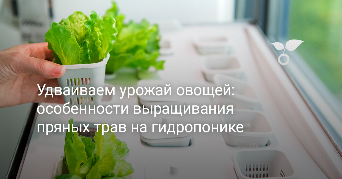 Удваиваем урожай овощей: особенности выращивания пряных трав на гидропонике — Ботаничка