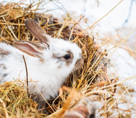 Утепление крольчатника к холодам — как не дать замерзнуть кроликам зимой
