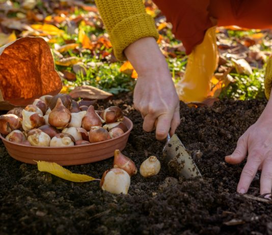 Всё, что вам нужно знать о посадке луковичных осенью