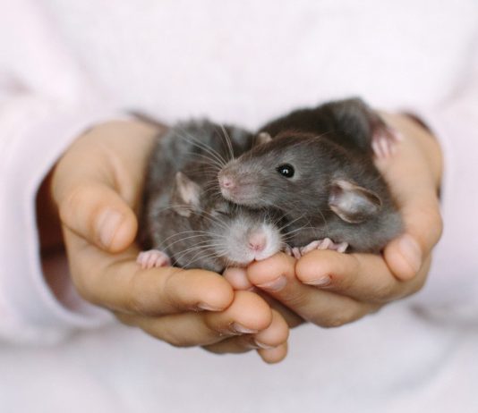 Заведите себе крыс — чем удивительные домашние грызуны