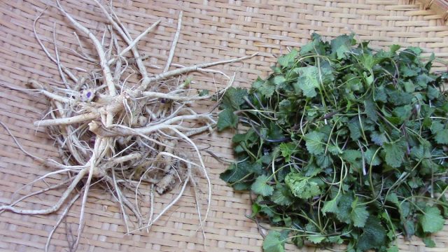 Чесночница содержит полезные вещества, которые могут улучшить состояние здоровья при некоторых заболеваниях