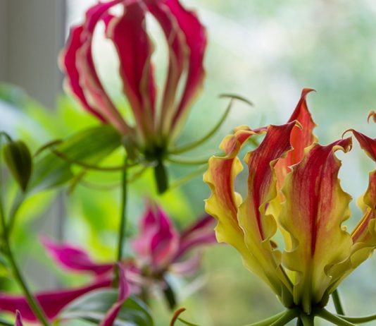 Прекрасные, но опасные. Какие ваши комнатные растения ядовиты?