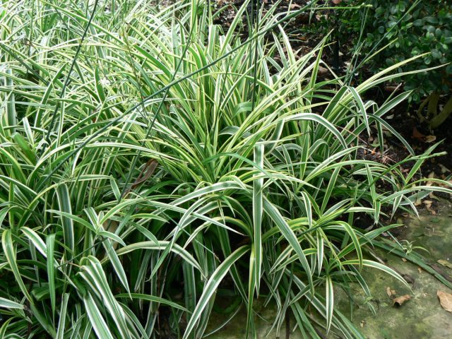 Хлорофитум капский (Chlorophytum capense) легко укоренить через розетку с воздушными корнями Хлорофитум капский (Chlorophytum capense) легко укоренить через розетку с воздушными корнями