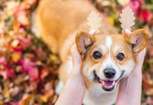 10 «нельзя» для хозяина собаки
