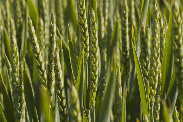 Пшеница (Triticum Vulgaris) Пшеница (Triticum Vulgaris)