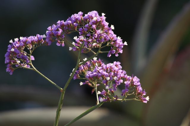 Статица (Limonium) Статица (Limonium)