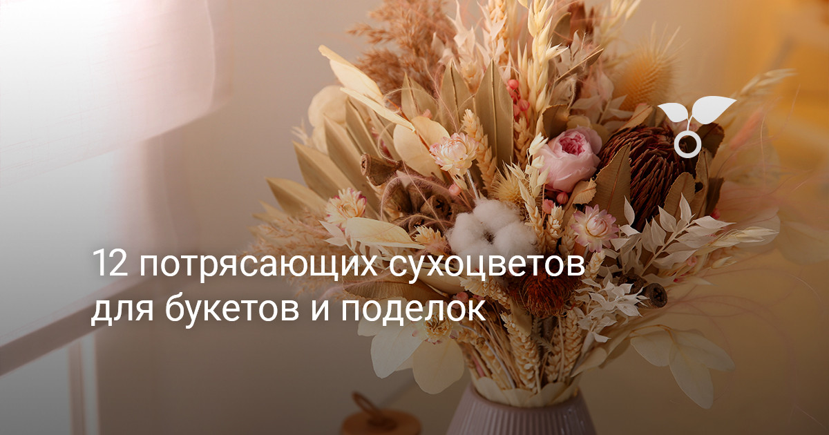 12 потрясающих сухоцветов для букетов и поделок — Ботаничка