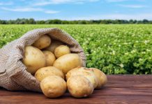 5 обязательных шагов, чтобы картофель хранился долго и качественно
