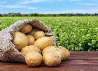 5 обязательных шагов, чтобы картофель хранился долго и качественно