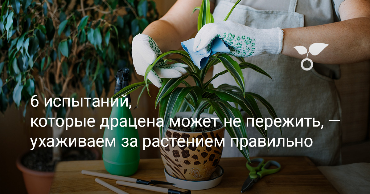 6 испытаний, которые драцена может не пережить — ухаживаем за растением правильно — Ботаничка