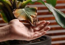 Чтобы все были здоровы: 11 частых заболеваний комнатных растений
